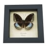 Lexias pardalis Common Archduke Butterfly Framed Taxidermy Display Framed Taxidermy