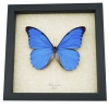 Rare Giant Blue Morpho Butterfly Real Framed Morpho anaxibia