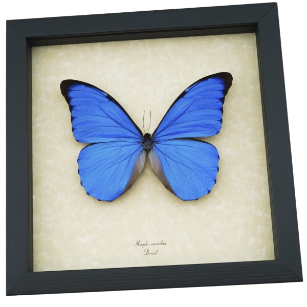 Rare Giant Blue Morpho Butterfly Real Framed Morpho anaxibia