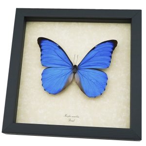 Rare Giant Blue Morpho Butterfly Real Framed Morpho anaxibia
