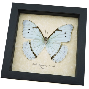 Mint Morpho Butterfly Morpho catenarius verso Framed Taxidermy Display