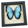 Rare Hybrid Blue Morpho Butterfly Morpho peleides Morpho achilles male Framed Taxidermy Display