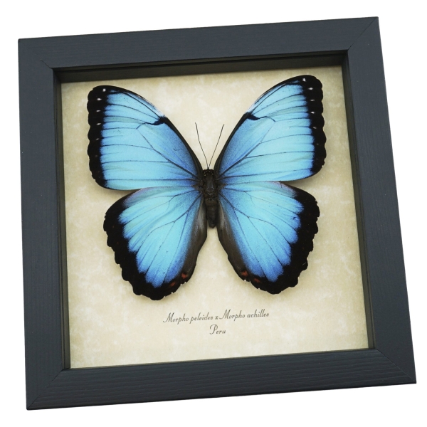 Rare Hybrid Blue Morpho Butterfly Morpho peleides Morpho achilles male Framed Taxidermy Display