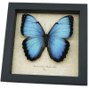 Rare Hybrid Blue Morpho Butterfly Morpho peleides Morpho achilles male Framed Taxidermy Display