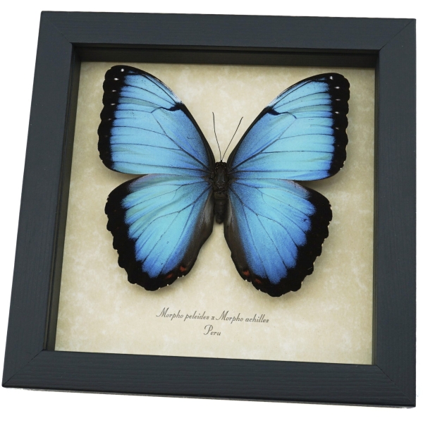 Rare Hybrid Blue Morpho Butterfly Morpho peleides Morpho achilles male Framed Taxidermy Display