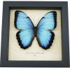 Rare Hybrid Blue Morpho Butterfly Morpho peleides Morpho achilles male Framed Taxidermy Display