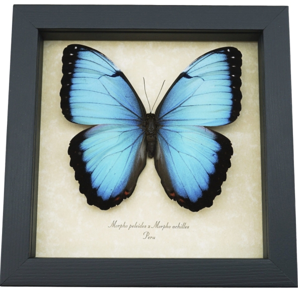 Rare Hybrid Blue Morpho Butterfly Morpho peleides Morpho achilles male Framed Taxidermy Display