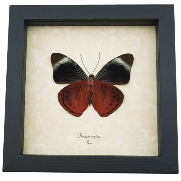 Panacea regina Verso Queen Flasher Butterfly Framed Taxidermy Display