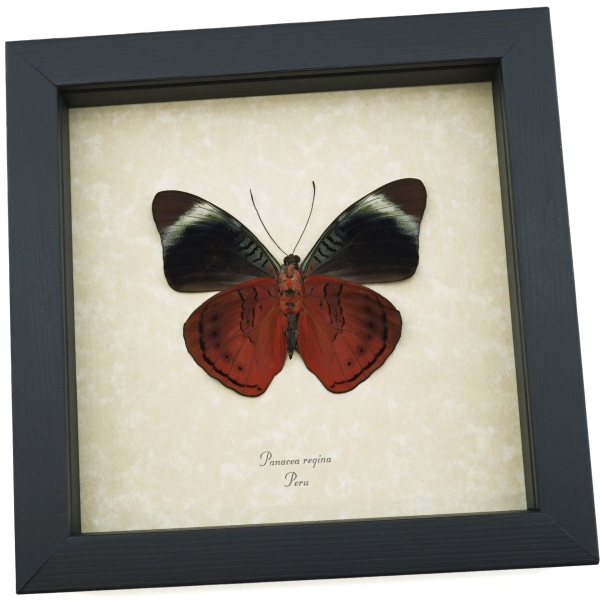Panacea regina Verso Queen Flasher Butterfly Framed Taxidermy Display