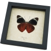 Panacea regina Verso Queen Flasher Butterfly Framed Taxidermy Display