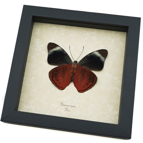 Panacea regina Verso Queen Flasher Butterfly Framed Taxidermy Display