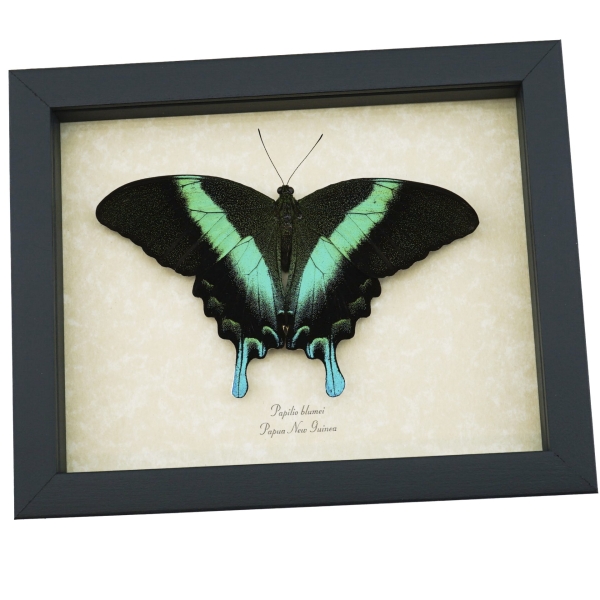 Resting Peacock Swallowtail Butterfly Papilio Blumei Framed Taxidermy Display