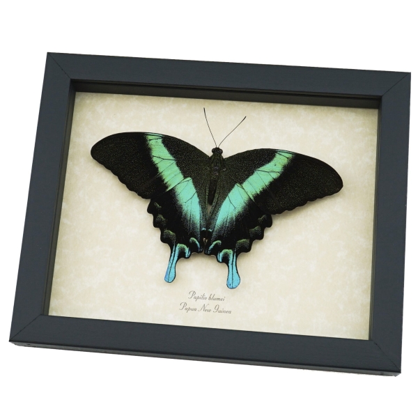 Resting Peacock Swallowtail Butterfly Papilio Blumei Framed Taxidermy Display