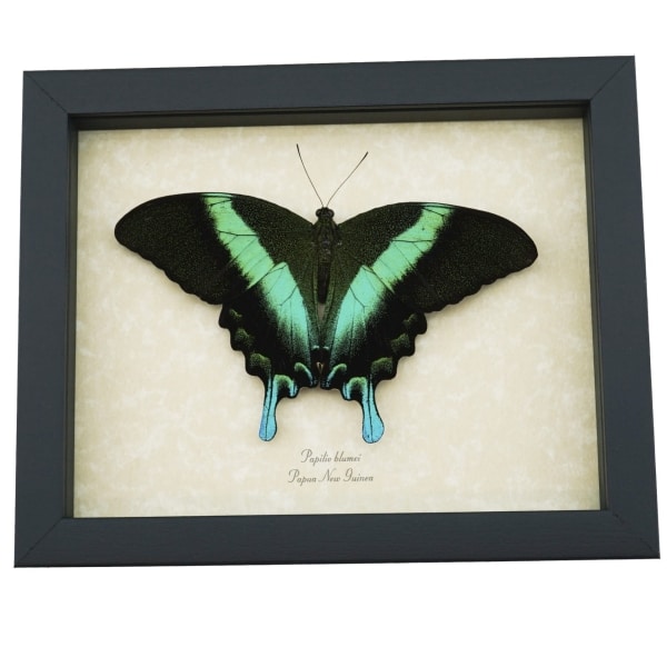 Resting Peacock Swallowtail Butterfly Papilio Blumei Framed Taxidermy Display