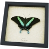 Resting Peacock Swallowtail Butterfly Papilio Blumei xl Framed Taxidermy Display