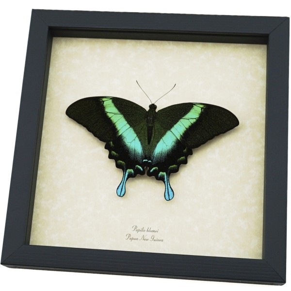Resting Peacock Swallowtail Butterfly Papilio Blumei xl Framed Taxidermy Display
