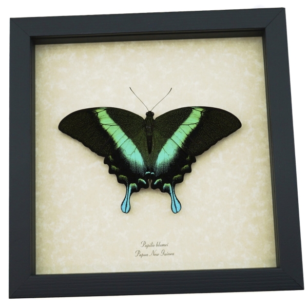 Resting Peacock Swallowtail Butterfly Papilio Blumei xl Framed Taxidermy Display