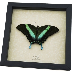 Resting Peacock Swallowtail Butterfly Papilio Blumei xl Framed Taxidermy Display