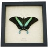 Resting Peacock Swallowtail Butterfly Papilio Blumei xl Framed Taxidermy Display
