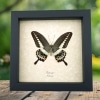 Papilio demolion verso Banded Swallowtail Butterfly Framed Taxidermy Display