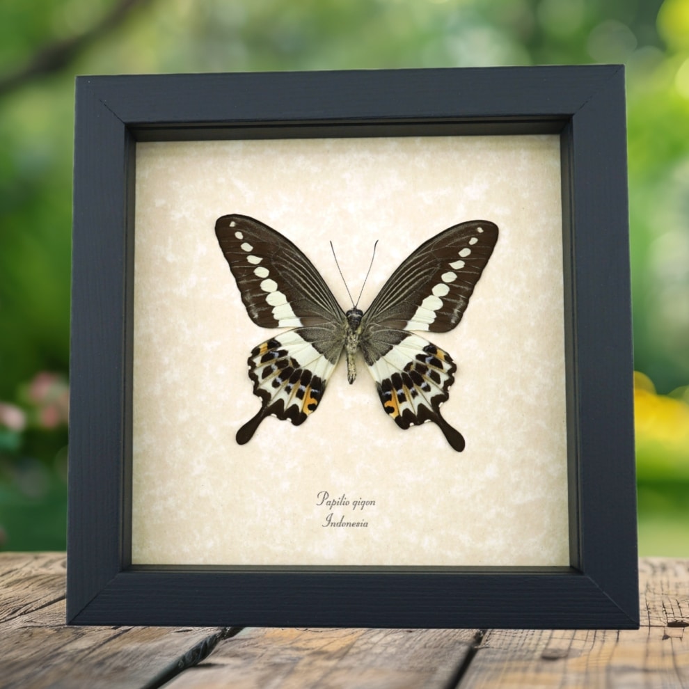 Papilio demolion verso Banded Swallowtail Butterfly Framed Taxidermy Display Papilio demolion verso Banded Swallowtail Butterfly Framed Taxidermy Display