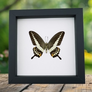 Papilio demolion verso Banded Swallowtail Butterfly Framed Taxidermy Classic Black Display