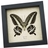 Papilio gigon verso Colorful Swallowtail Butterfly Framed Taxidermy Display