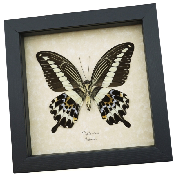 Papilio gigon verso Colorful Swallowtail Butterfly Framed Taxidermy Display