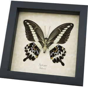 Papilio gigon verso Colorful Swallowtail Butterfly Framed Taxidermy Display