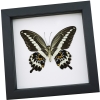 Papilio gigon verso Colorful Swallowtail Butterfly Framed Taxidermy Classic Black Display