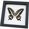 Papilio gigon verso Colorful Swallowtail Butterfly Framed Taxidermy Classic Black Display