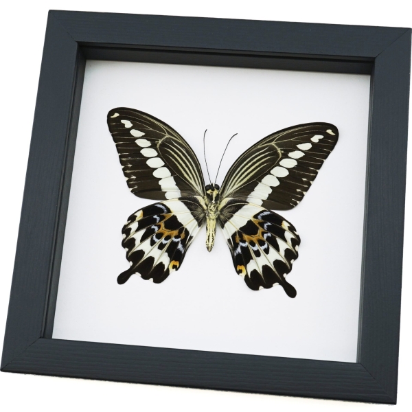 Papilio gigon verso Colorful Swallowtail Butterfly Framed Taxidermy Classic Black Display
