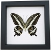 Papilio gigon verso Colorful Swallowtail Butterfly Framed Taxidermy Classic Black Display