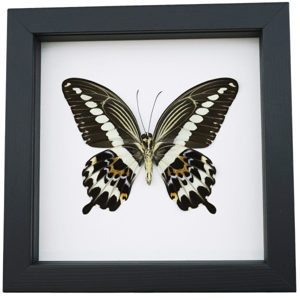 Papilio gigon verso Colorful Swallowtail Butterfly Framed Taxidermy Classic Black Display