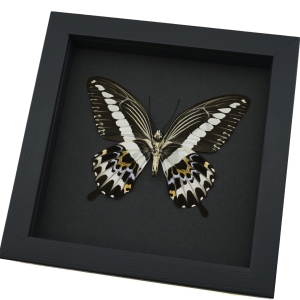 Papilio gigon verso Colorful Swallowtail Butterfly Framed Taxidermy Moonlight Display