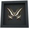Papilio gigon verso Colorful Swallowtail Butterfly Framed Taxidermy Moonlight Display