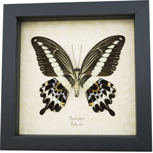 Papilio gigon verso Colorful Swallowtail Butterfly Framed Taxidermy Display