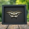 Resting Gothic Butterfly Papilio gigon verso Colorful Swallowtail Framed Taxidermy Moonlight Display