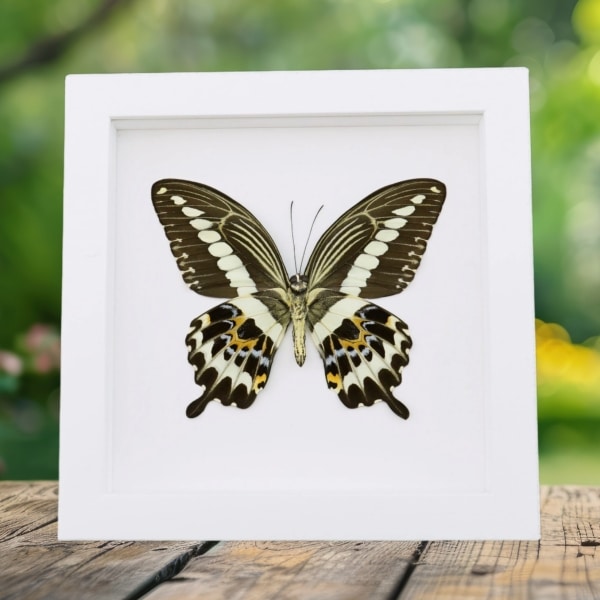 Papilio gigon verso Colorful Swallowtail Butterfly Framed Taxidermy Vibrant White Display