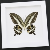 Papilio gigon verso Colorful Swallowtail Butterfly Framed Taxidermy Vibrant White