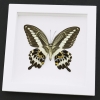 Papilio gigon verso Colorful Swallowtail Butterfly Framed Taxidermy Vibrant White Display
