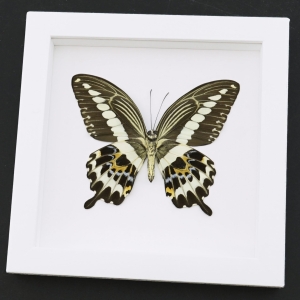 Papilio gigon verso Colorful Swallowtail Butterfly Framed Taxidermy Vibrant White Display