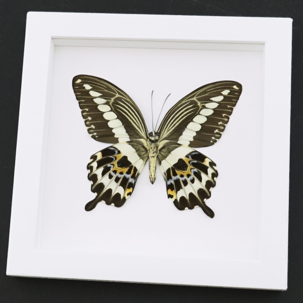 Papilio gigon verso Colorful Swallowtail Butterfly Framed Taxidermy Vibrant White Display