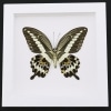 Papilio gigon verso Colorful Swallowtail Butterfly Framed Taxidermy Vibrant White