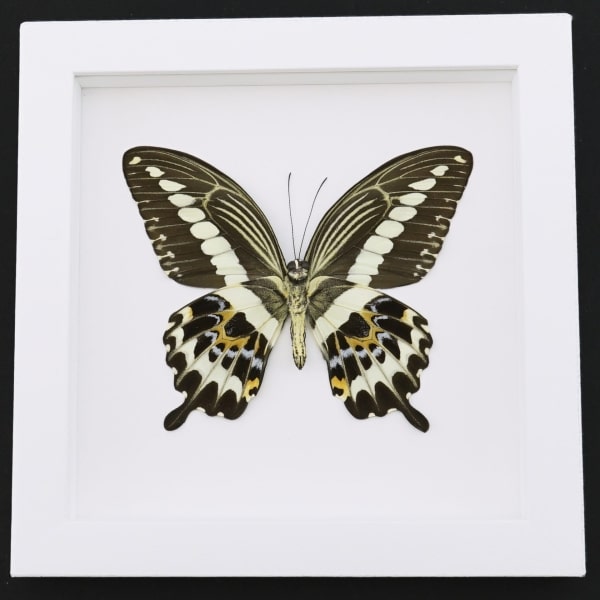 Papilio gigon verso Colorful Swallowtail Butterfly Framed Taxidermy Vibrant White