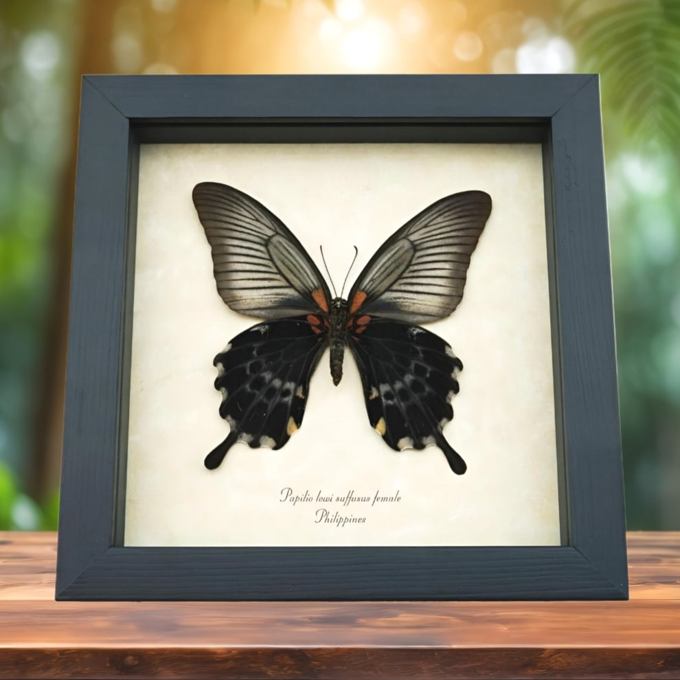 Framed Black Swallowtail Butterfly Papilio Lowi suffusus Female Verso Taxidermy Display