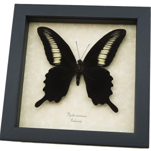 Papilio oenomaus Black Gothic Swallowtail Butterfly Framed Taxidermy Display
