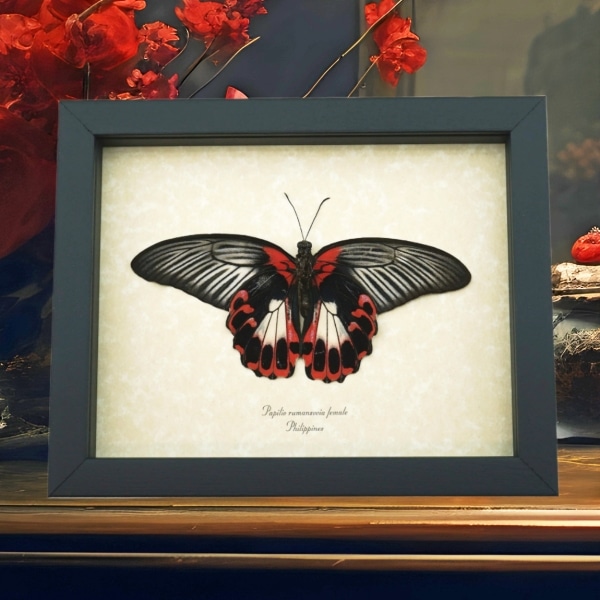 Resting Scarlet Mormon Butterfly Papilio rumanzovia Female Verso Framed Gothic Taxidermy Display