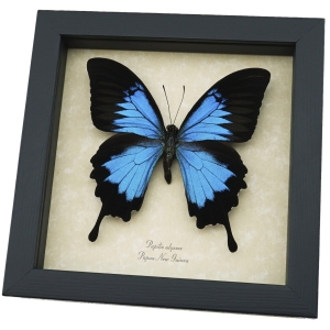 Papilio ulysses Blue Mountain Swallowtail Butterfly Framed Taxidermy Display
