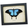 Resting Blue Mountain Swallowtail Butterfly Papilio ulysses Framed Taxidermy Display